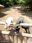Školní výlet ZOO Jihlava