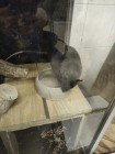 Koťátka - Exkurze na terarijní zvířata Střední školy zahradnické a technické v Litomyšli